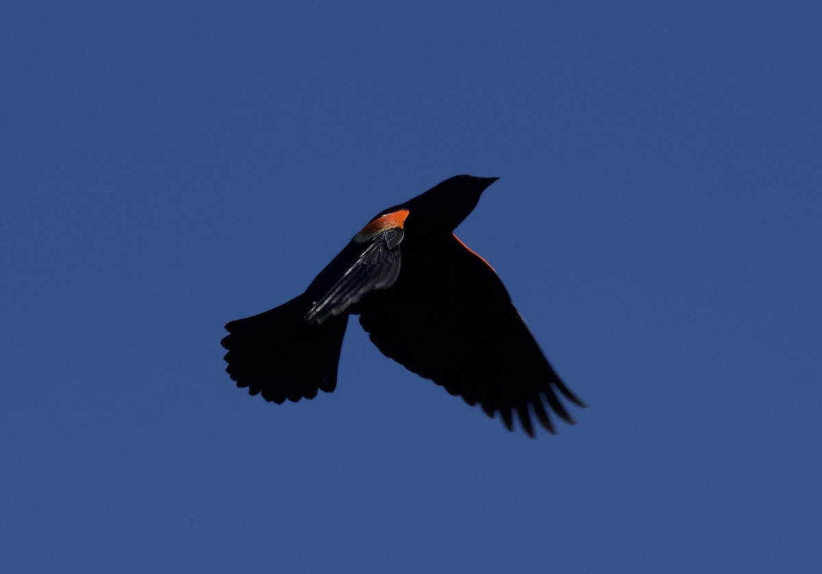 Red-winged Blackbird - Christopher Veale