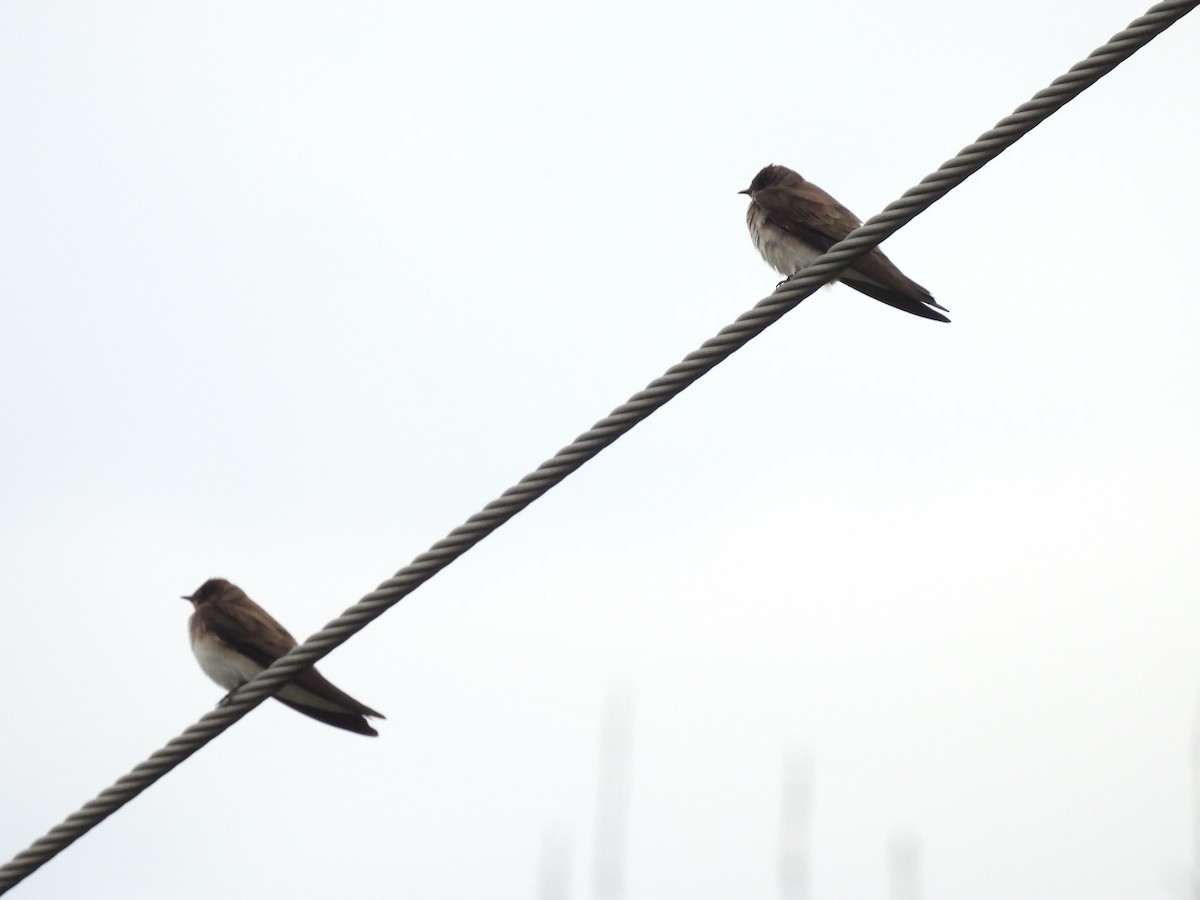 Northern Rough-winged Swallow - ML618649378