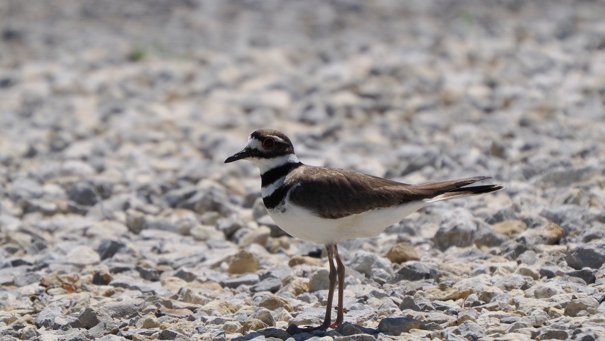 Killdeer - ML618649411