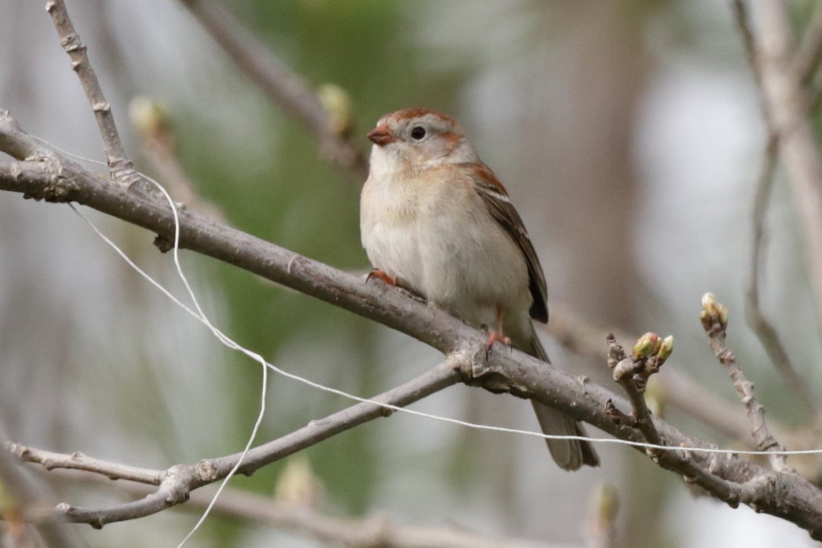 Field Sparrow - ML618649431