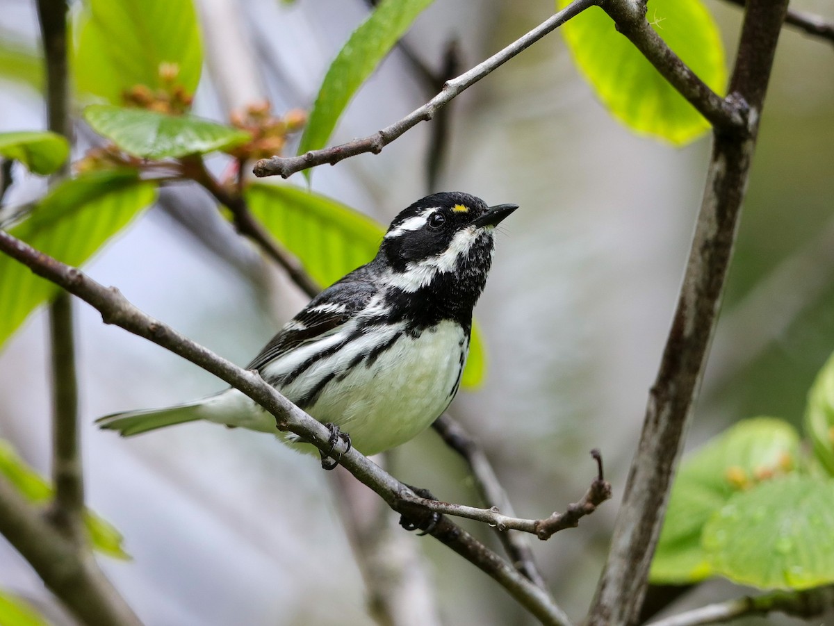 Black-throated Gray Warbler - ML618649440