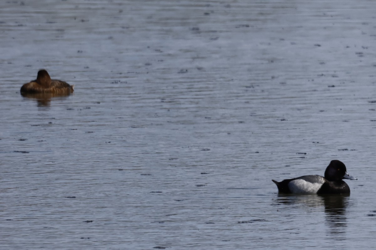 Lesser Scaup - ML618649467