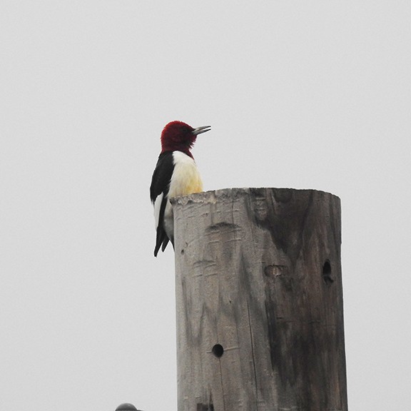 Red-headed Woodpecker - joy keown