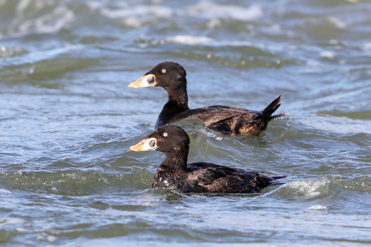 Surf Scoter - Lynn Duncan