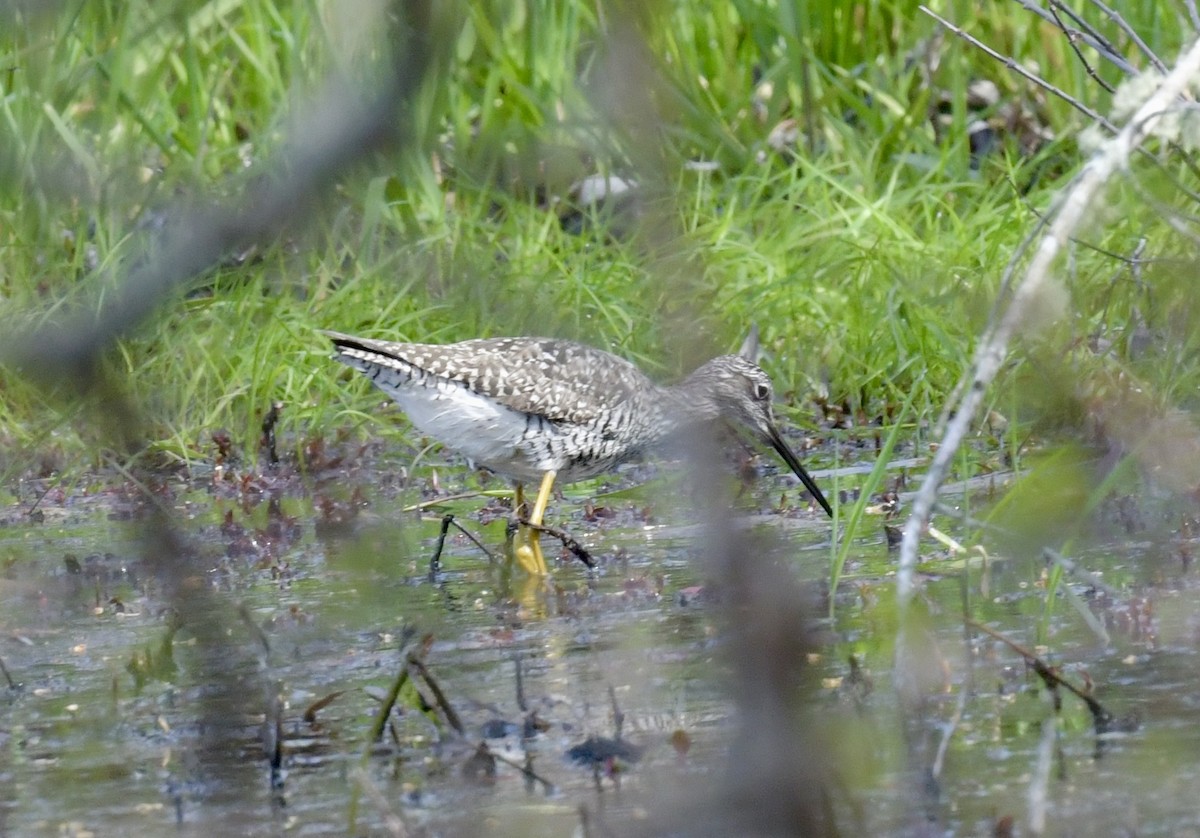 Greater Yellowlegs - Christopher Veale