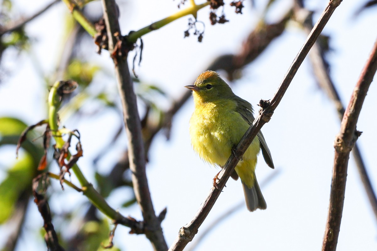 Orange-crowned Warbler - ML618649536