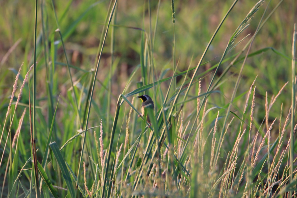 Common Yellowthroat - ML618649538