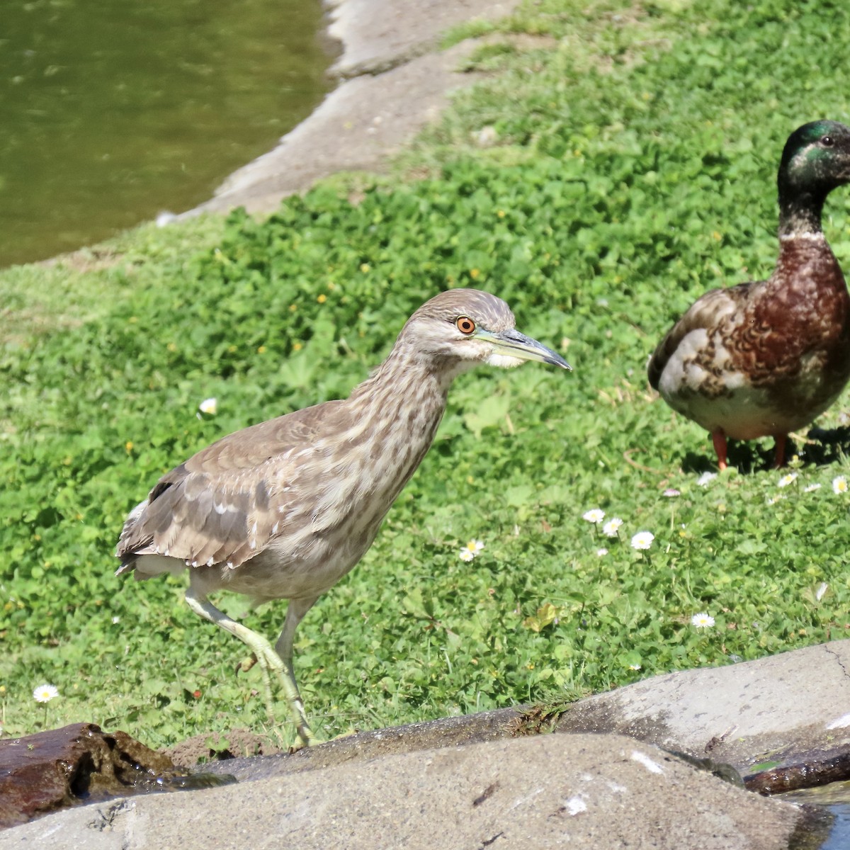 Black-crowned Night Heron - ML618649545