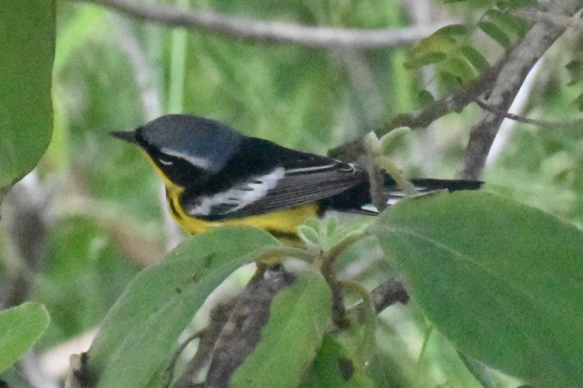 Magnolia Warbler - Tia Offner