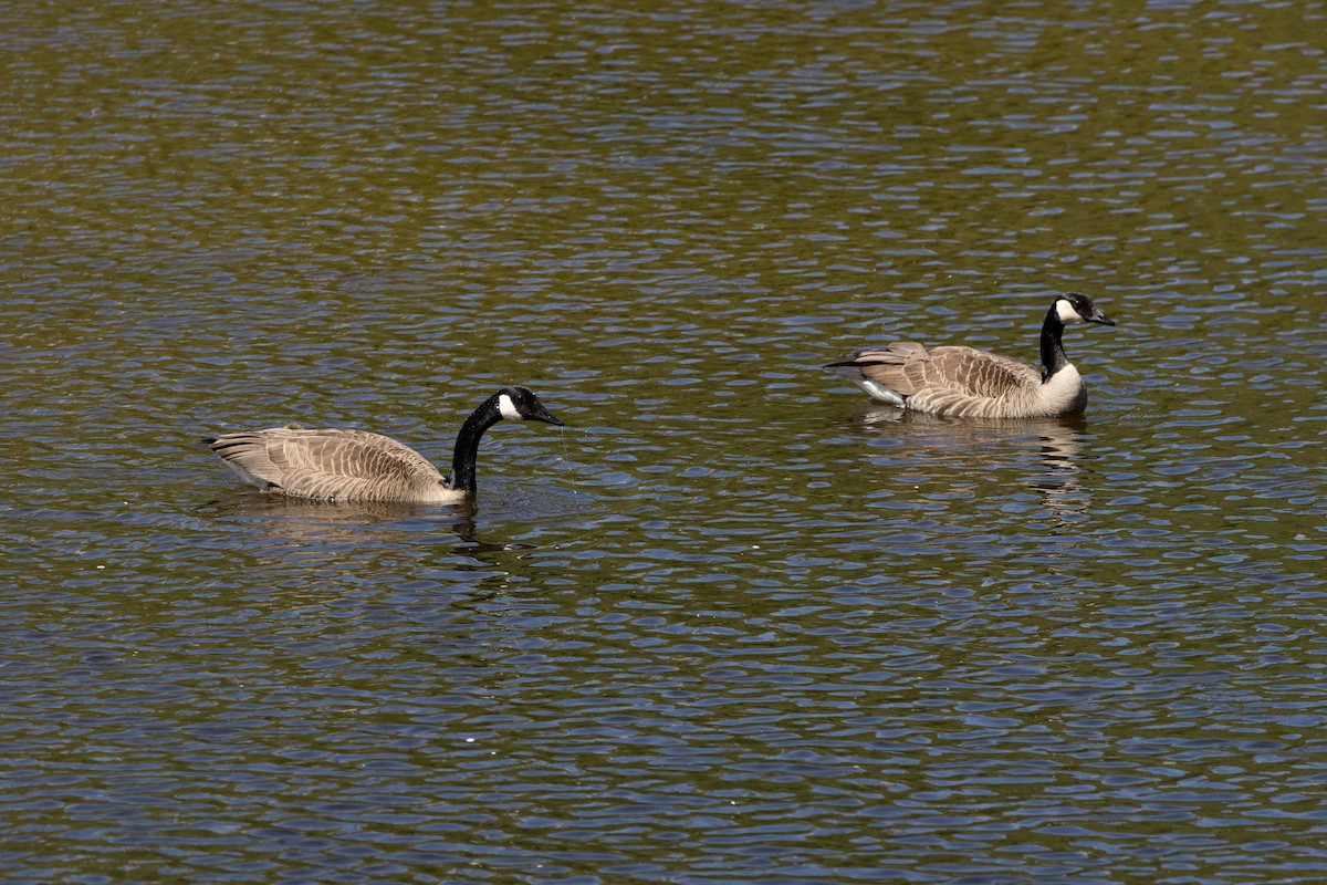 Canada Goose - ML618649569