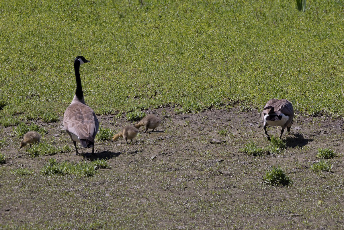 Canada Goose - John Reynolds