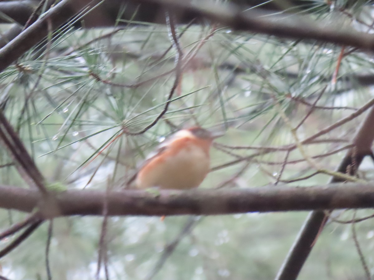 Bay-breasted Warbler - Collin Smith