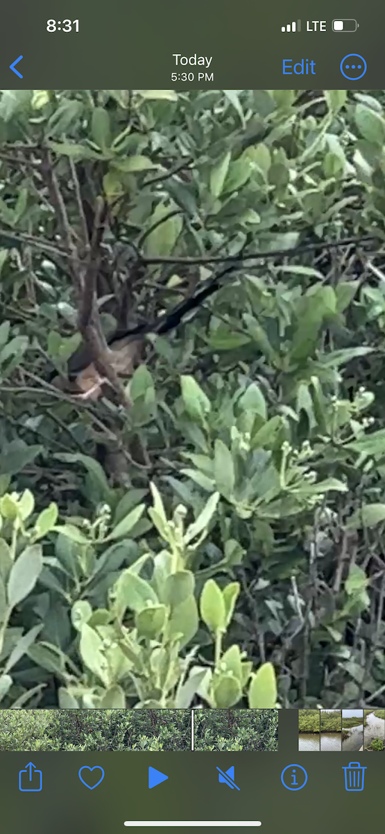 Mangrove Cuckoo - ML618649603