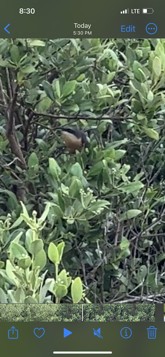 Mangrove Cuckoo - ML618649604