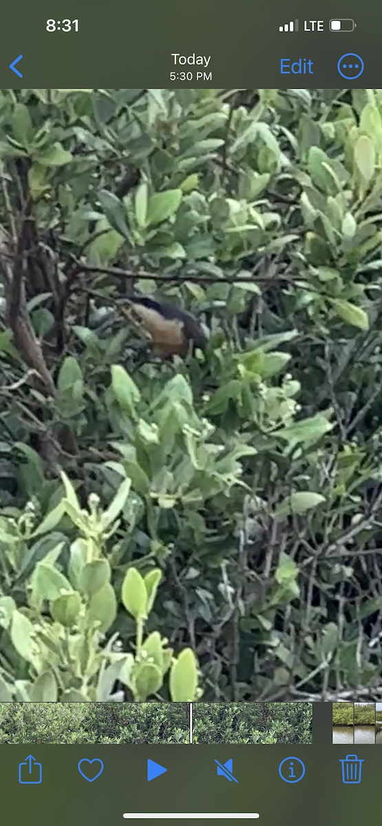 Mangrove Cuckoo - ML618649605