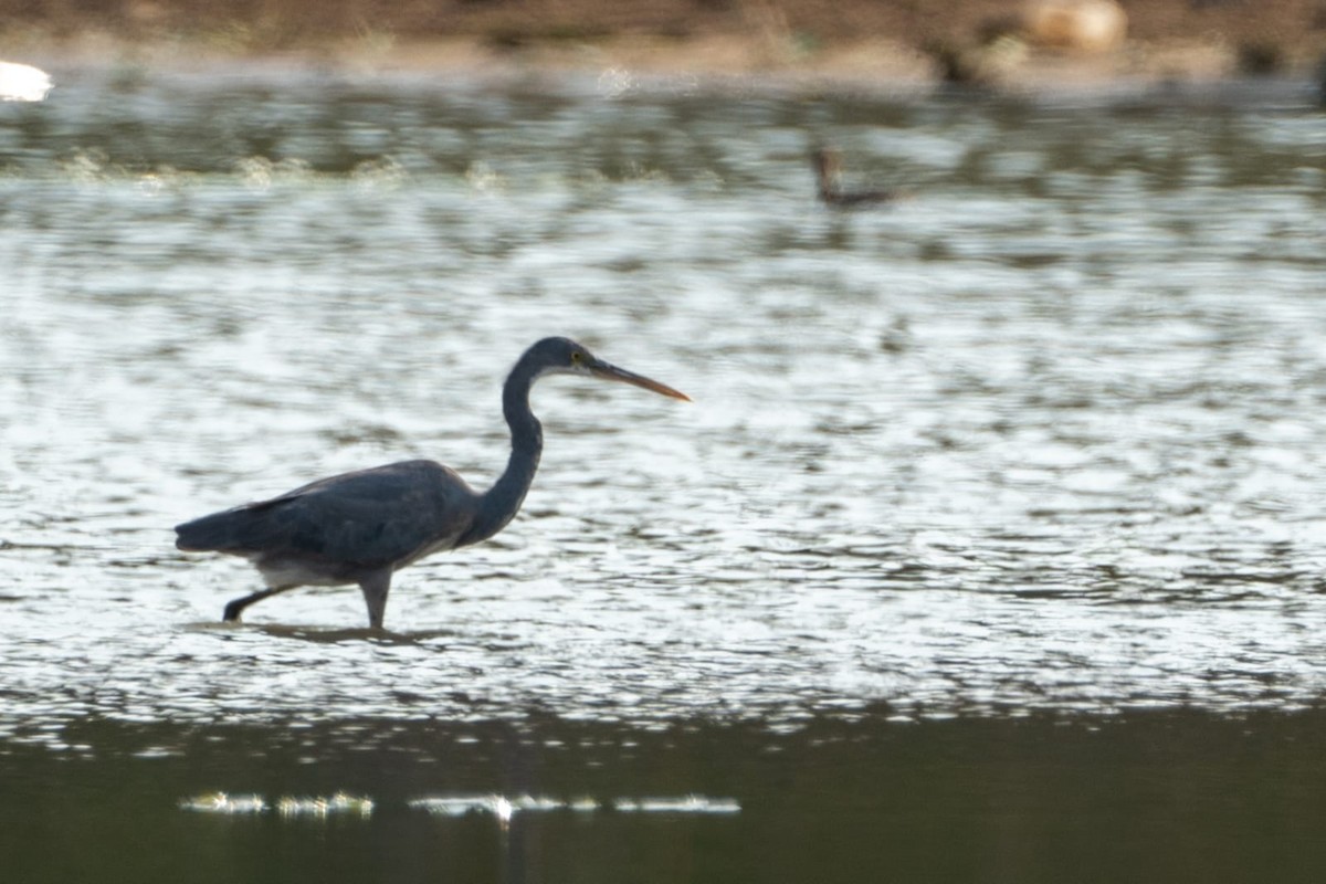 Western Reef-Heron - Coimbatore Nature Society