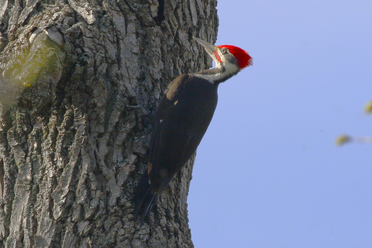Pileated Woodpecker - walter sliva