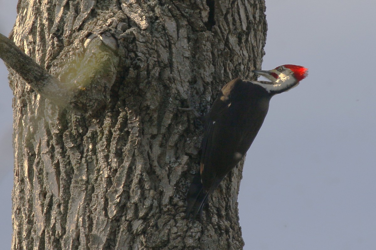 Pileated Woodpecker - ML618649706