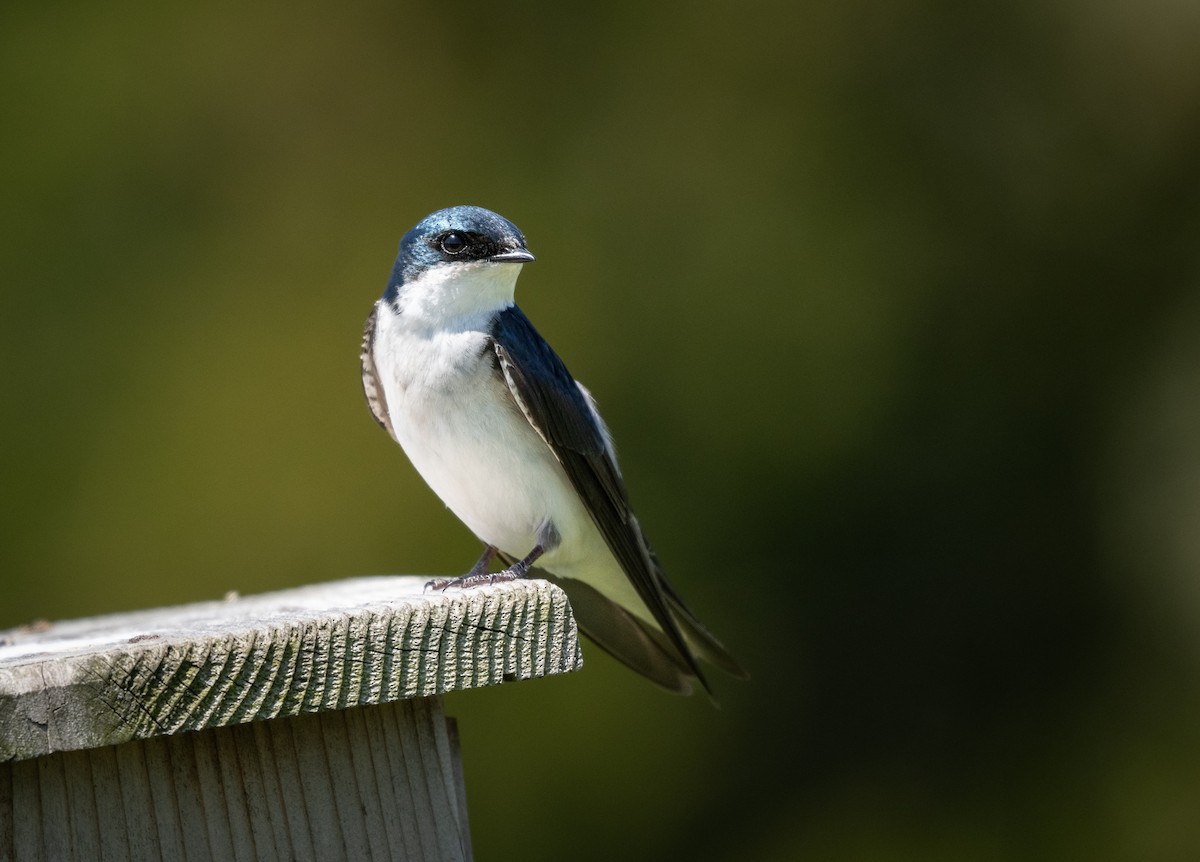 Tree Swallow - ML618649724