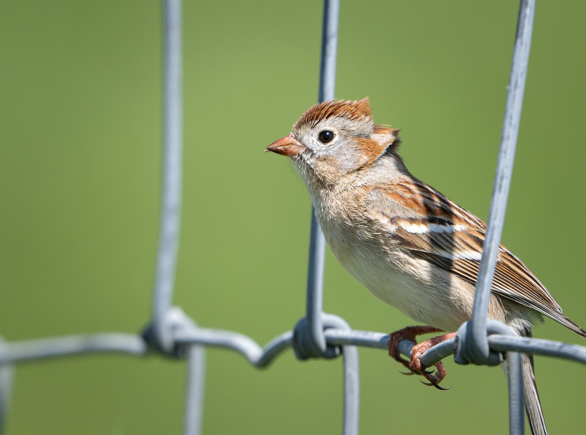 Field Sparrow - Michael Hochstetler