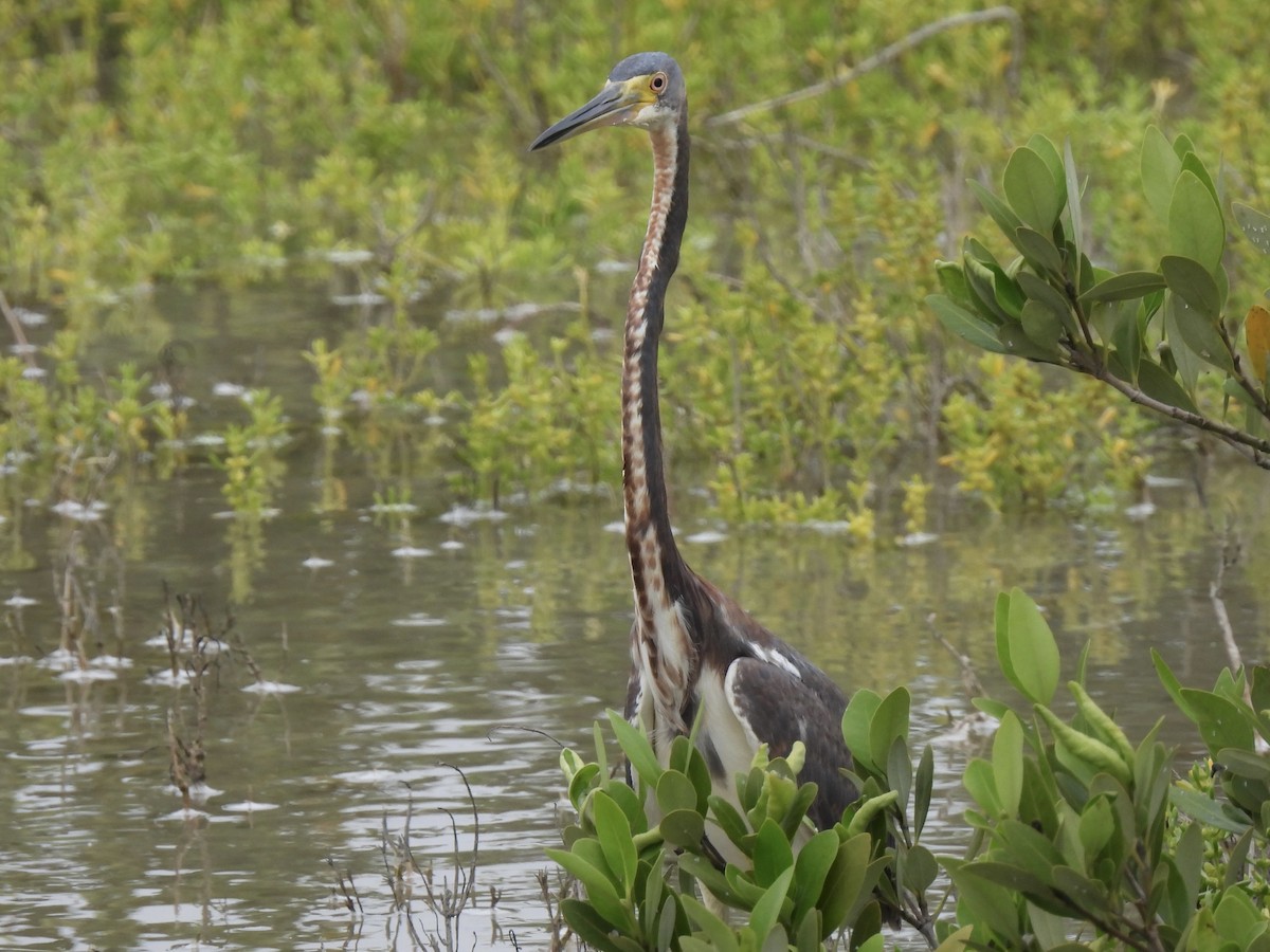 Tricolored Heron - ML618649842