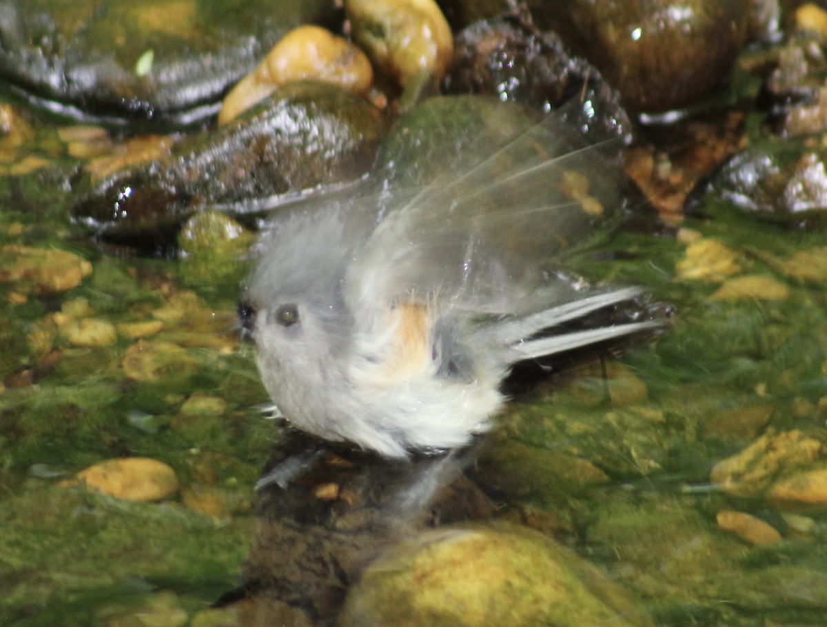 Tufted Titmouse - ML618649843