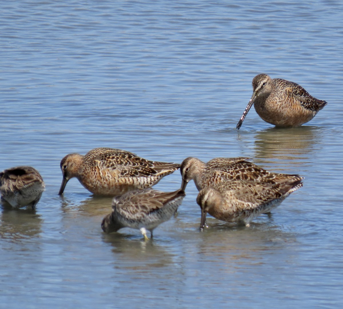 Long-billed Dowitcher - ML618649921