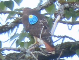 Red-tailed Hawk - Emily Larson