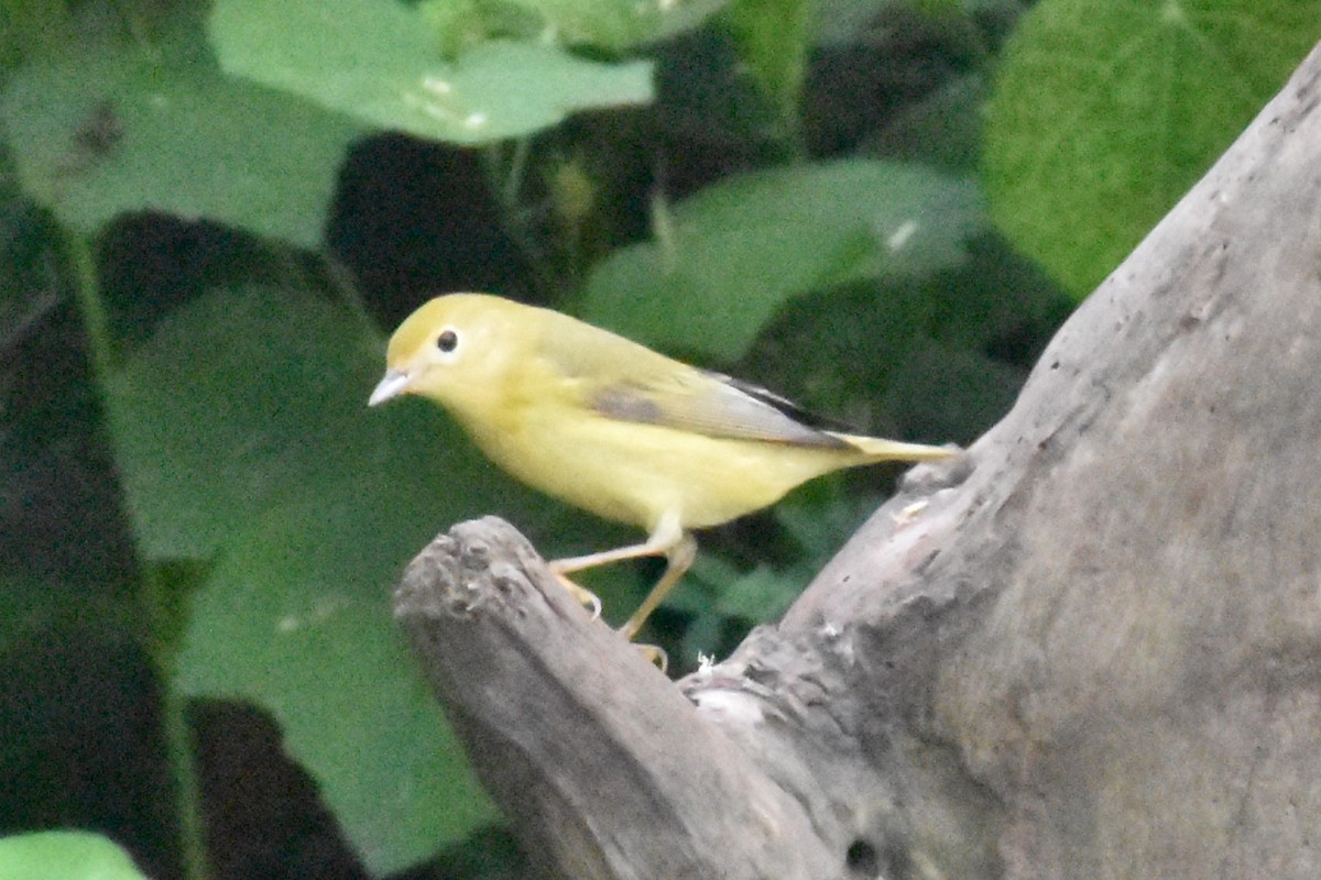 Yellow Warbler - Tia Offner