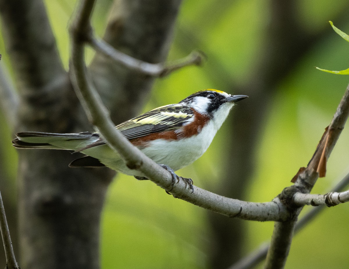 Chestnut-sided Warbler - Michael Hochstetler