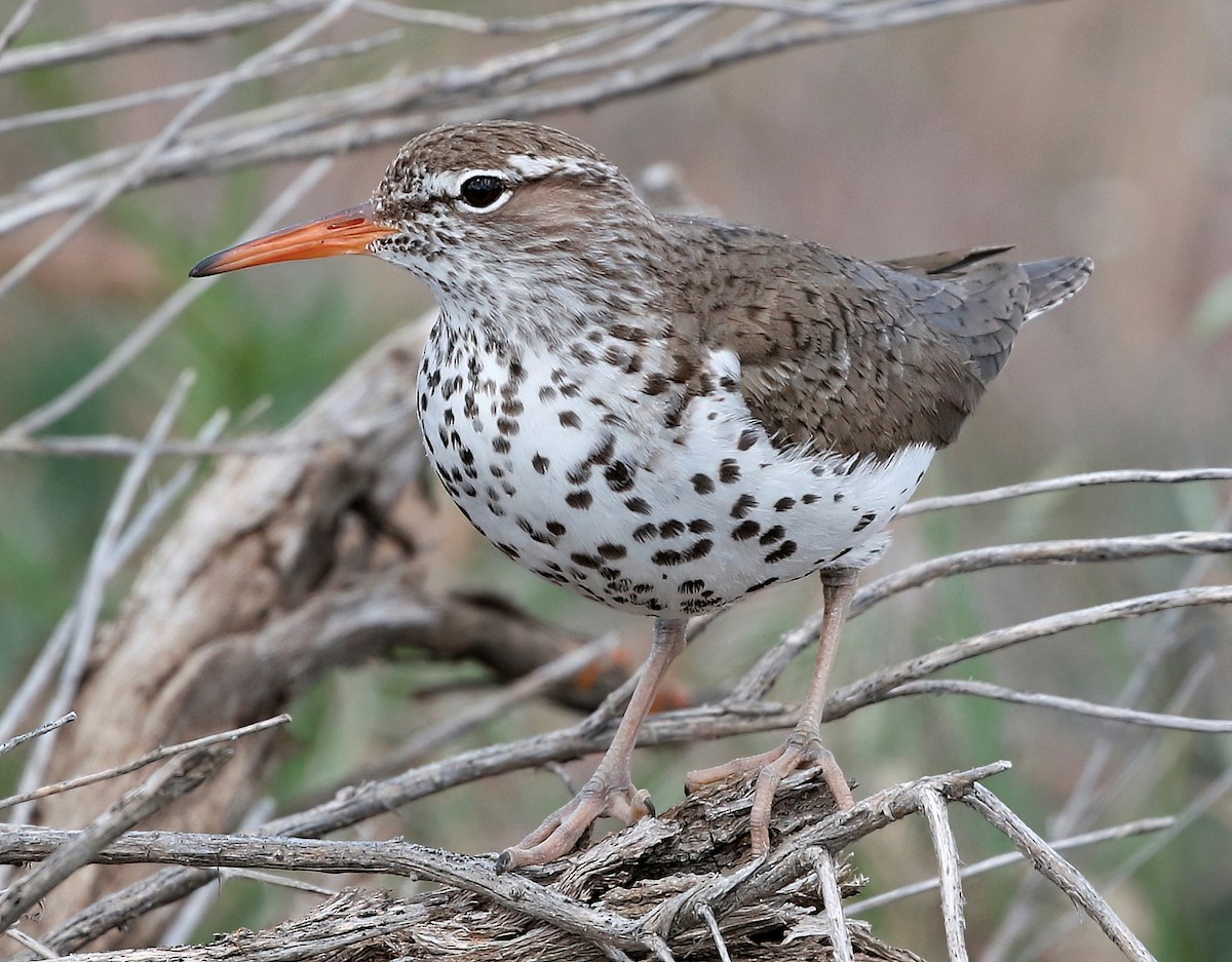 Spotted Sandpiper - ML618649996