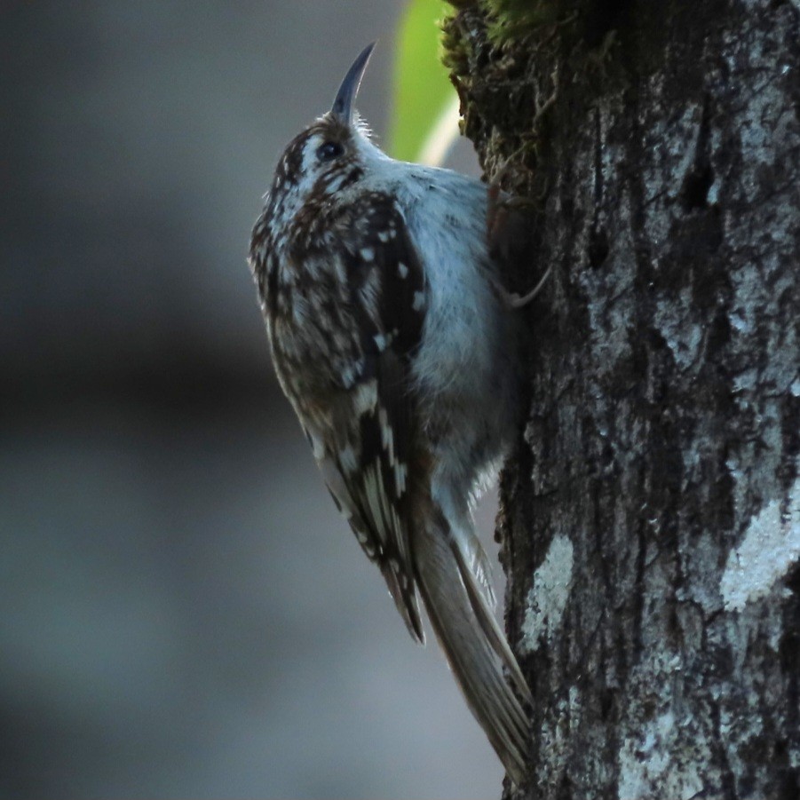 Brown Creeper - Emily Larson