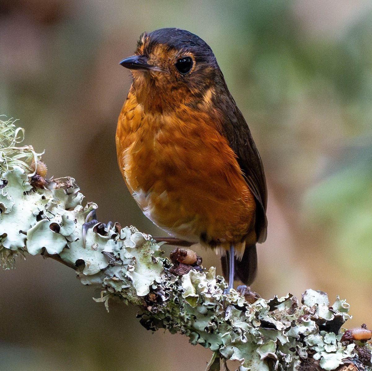 Slate-crowned Antpitta - ML618650000