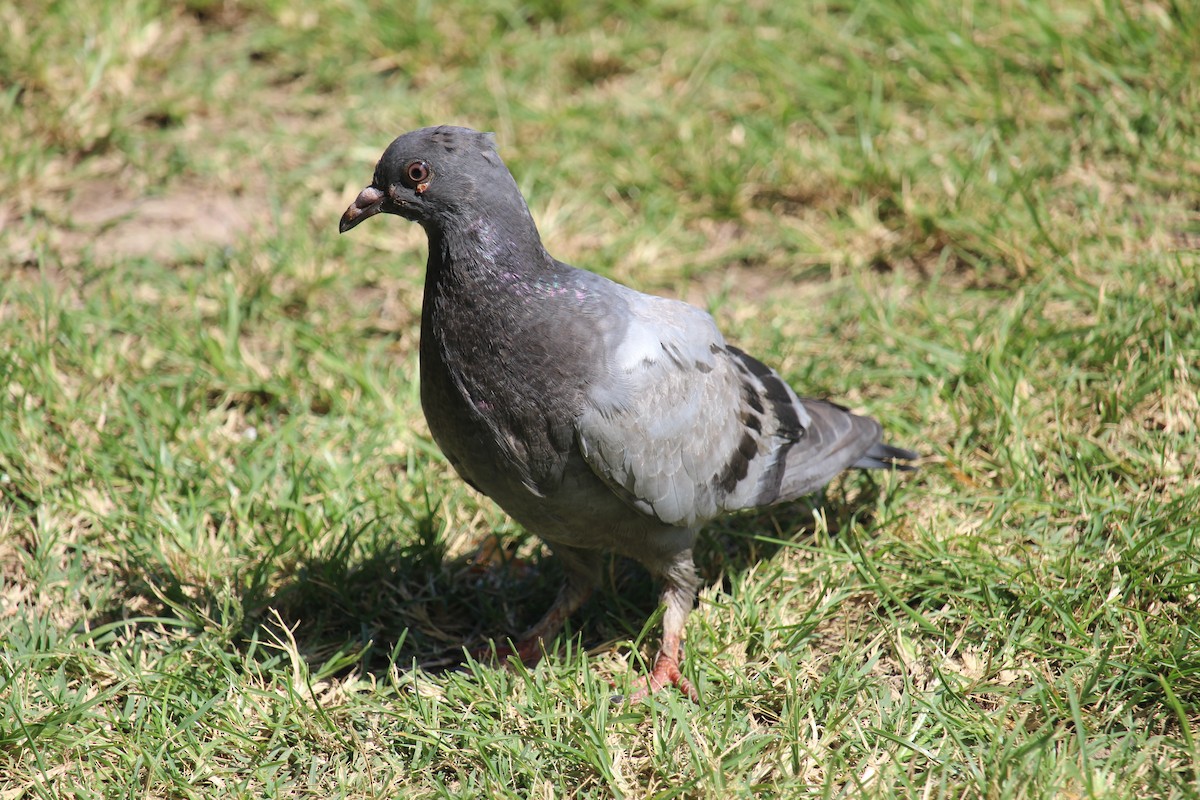 Сизый голубь (Одомашненного типа) - ML618650011