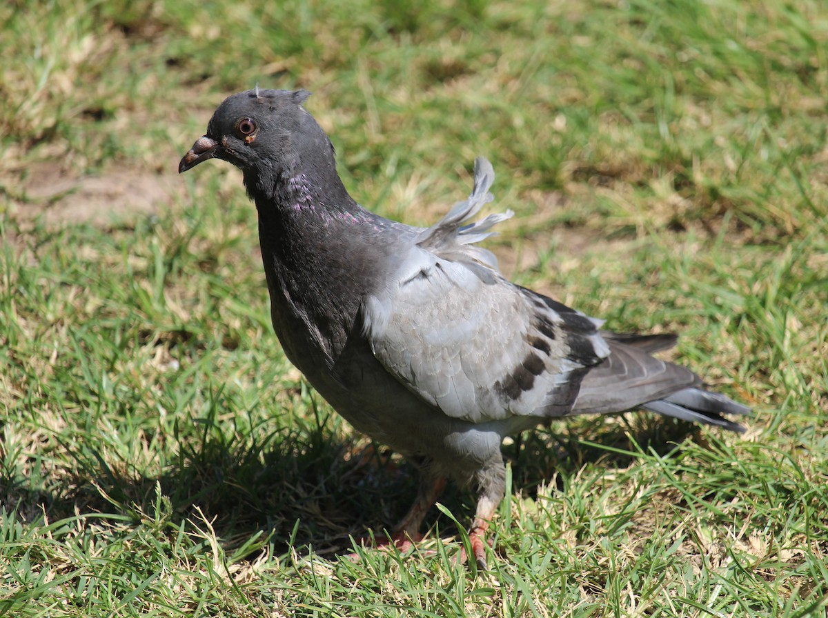 Сизый голубь (Одомашненного типа) - ML618650012