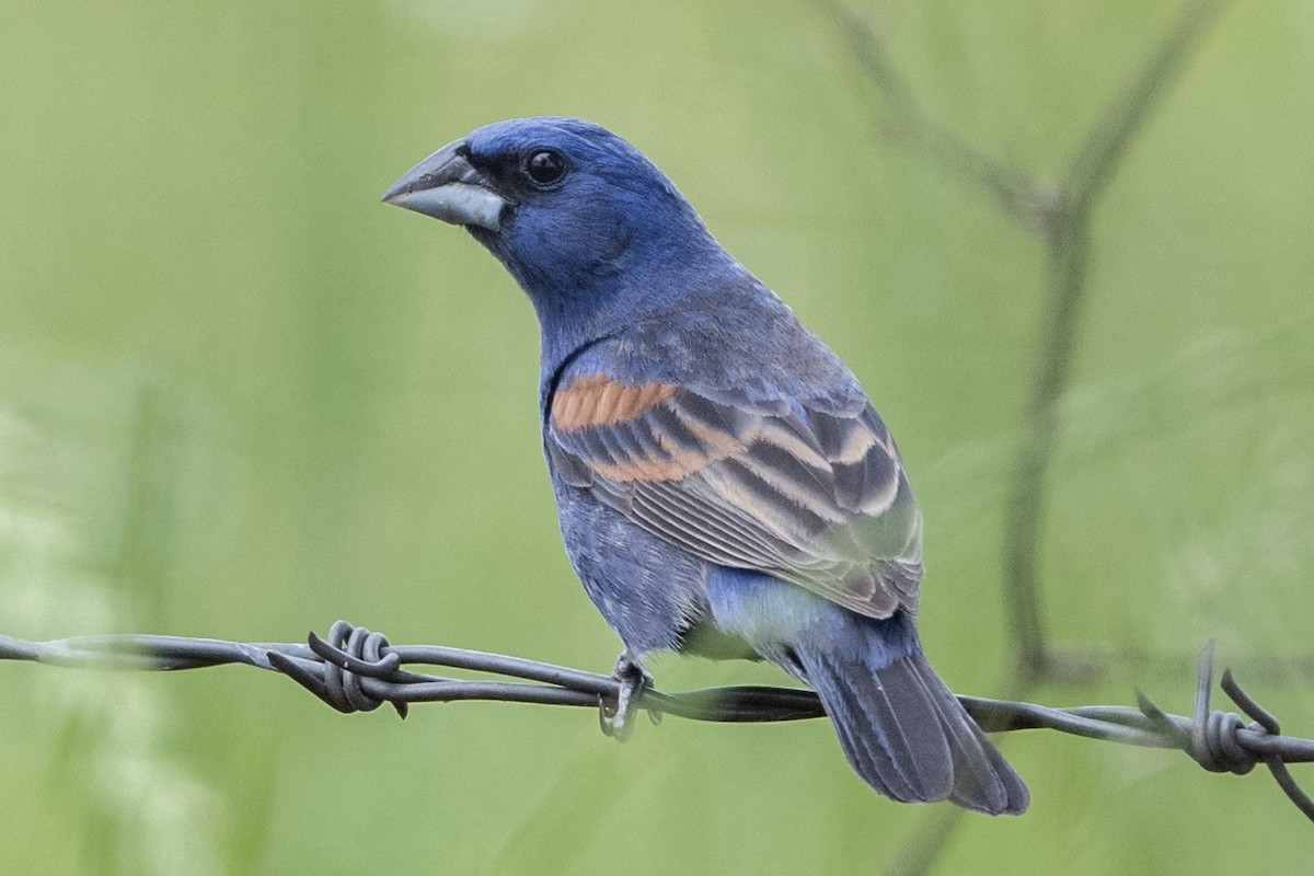 Blue Grosbeak - ML618650019