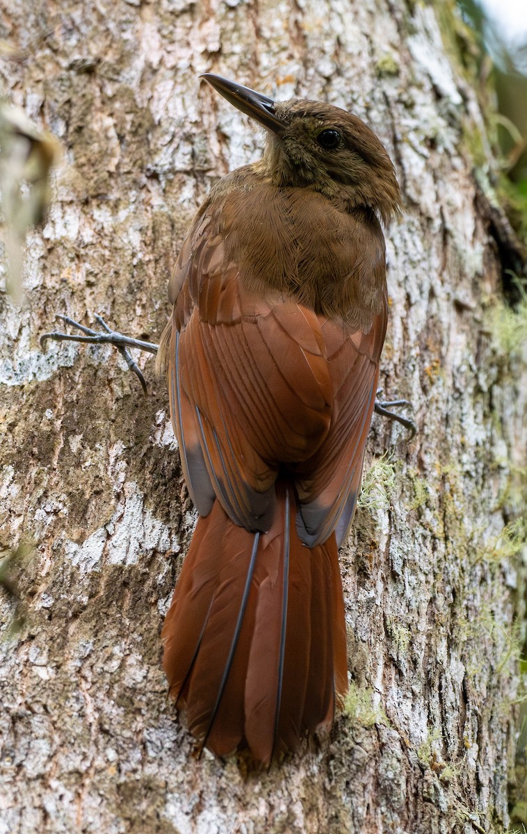 Tyrannine Woodcreeper - ML618650028