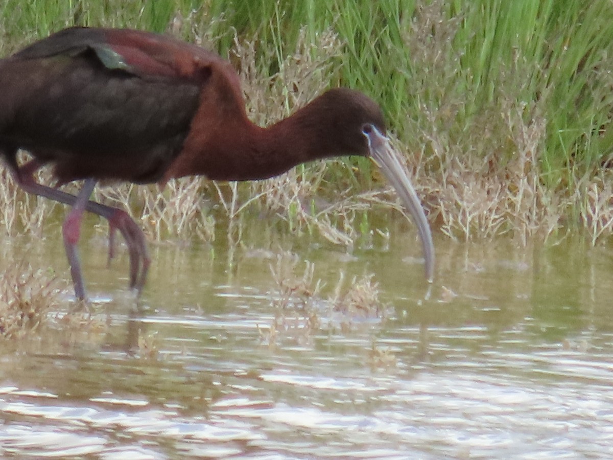 Glossy x White-faced Ibis (hybrid) - Bryant Olsen