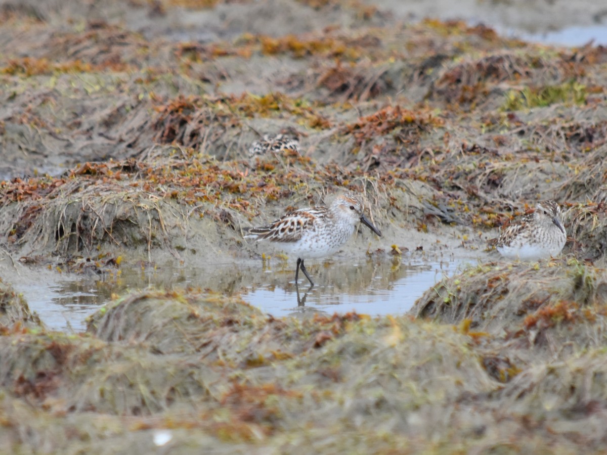 Western Sandpiper - ML618650035