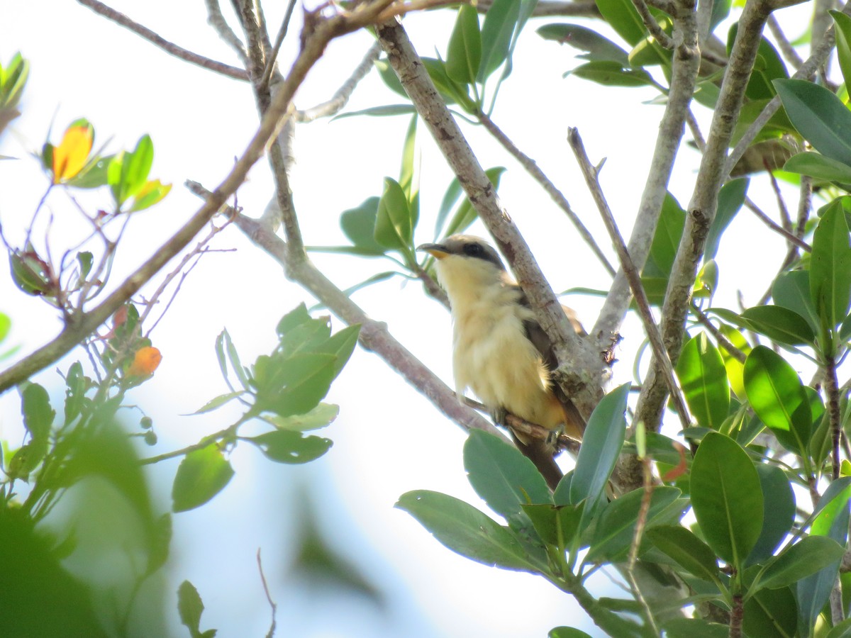 Mangrove Cuckoo - ML618650043