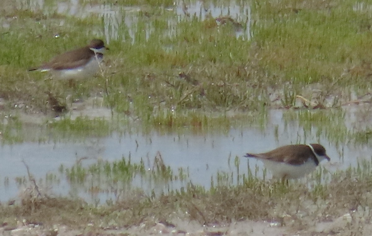 Semipalmated Plover - ML618650075