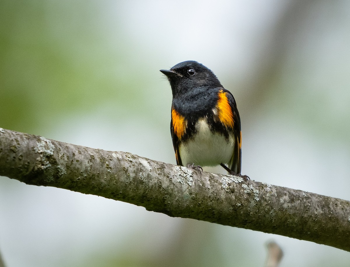 American Redstart - Michael Hochstetler