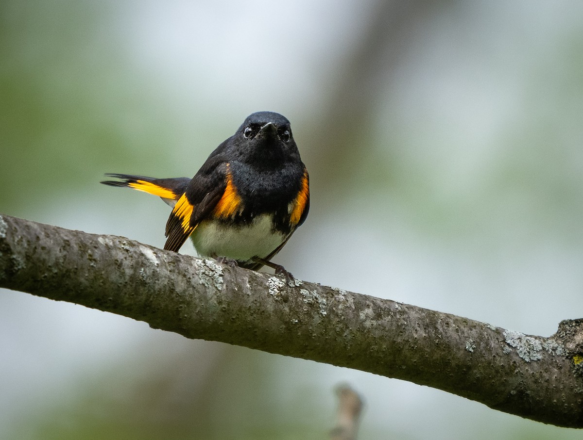 American Redstart - Michael Hochstetler