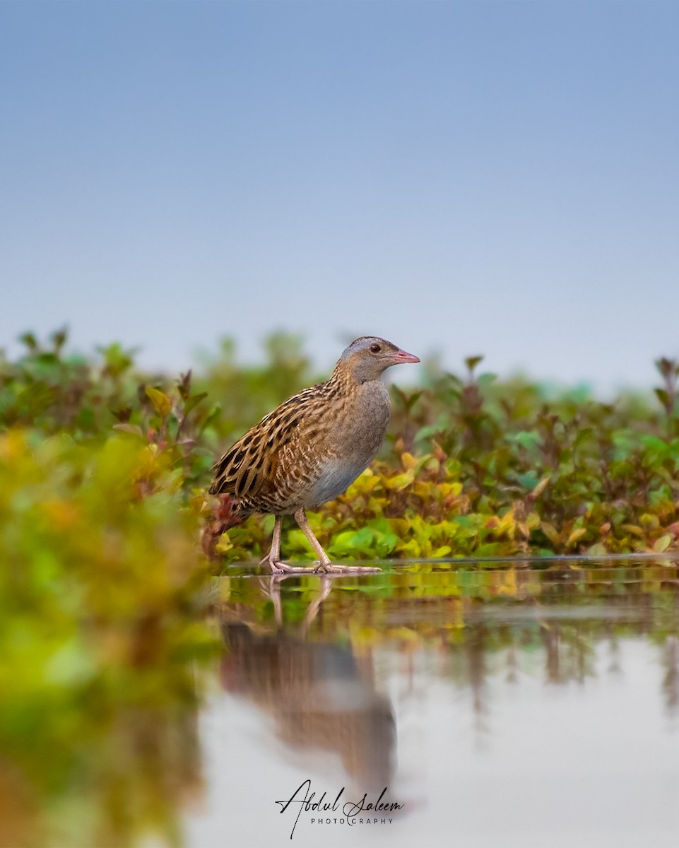 Corn Crake - ML618650092