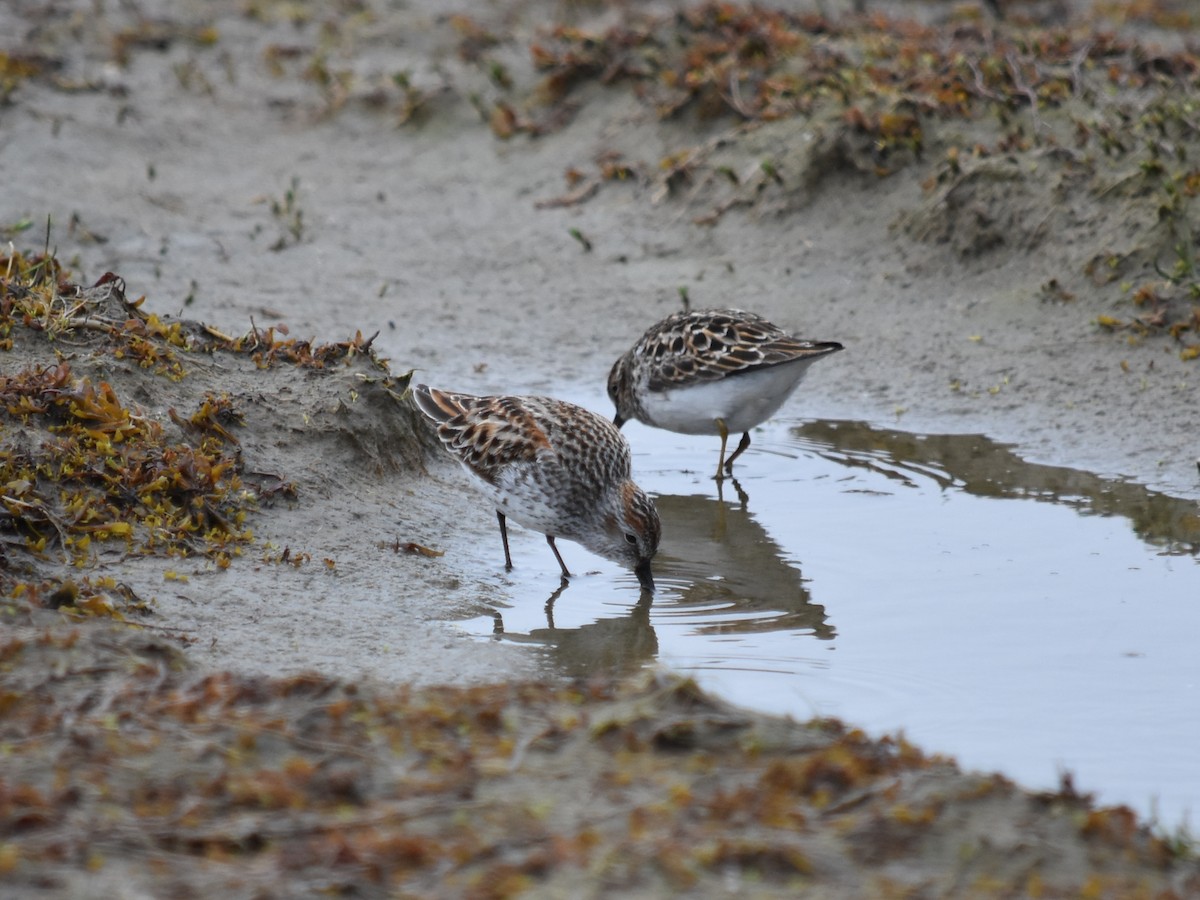 Western Sandpiper - ML618650102