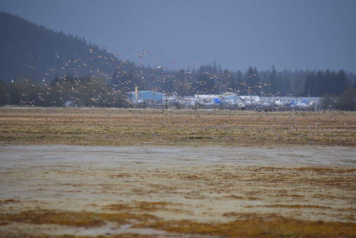 Western Sandpiper - ML618650106