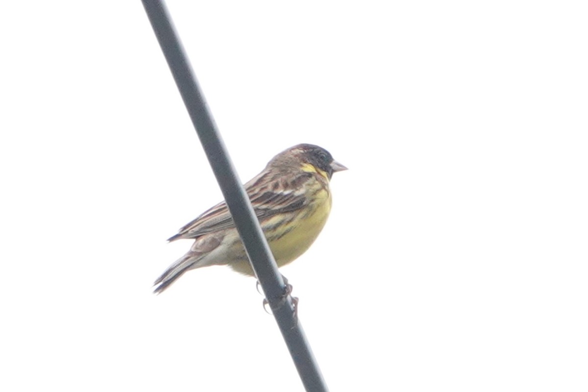 Yellow-breasted Bunting - Masayuki Shimada (Japan-Birding)