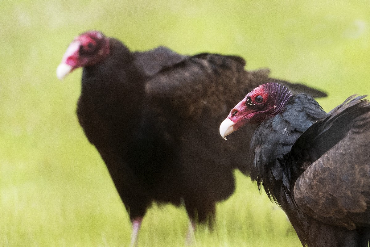 Turkey Vulture - ML618650142