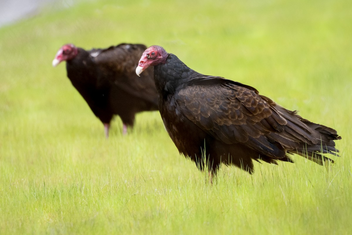 Turkey Vulture - ML618650143