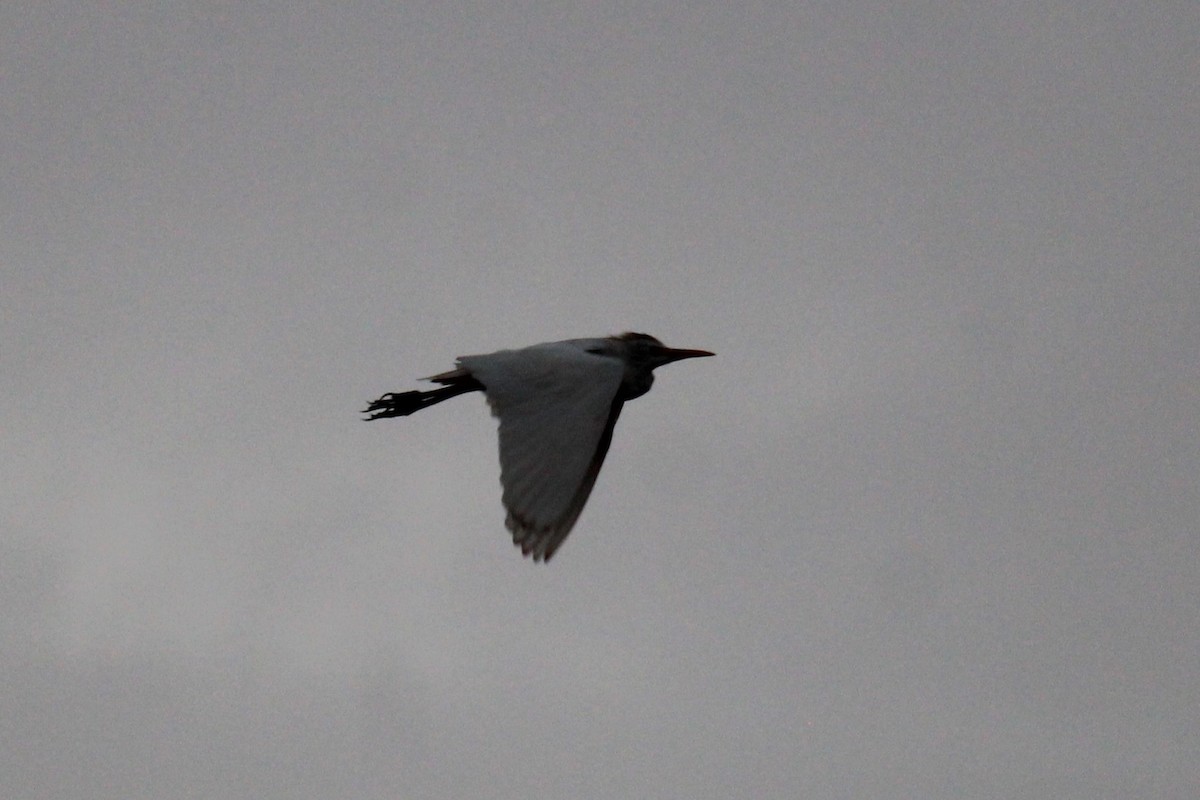 Western Cattle Egret - ML618650149